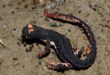 Salamandrina Perspicillata